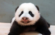 Panda Cubs to Predict 2014 World Cup Winners