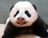 Panda Cubs to Predict 2014 World Cup Winners