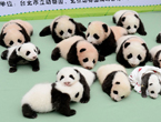 Heart melting! Adorable panda cubs shown public