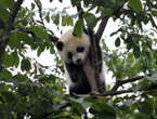 Giant panda cubs have fun at 'kindergarten'