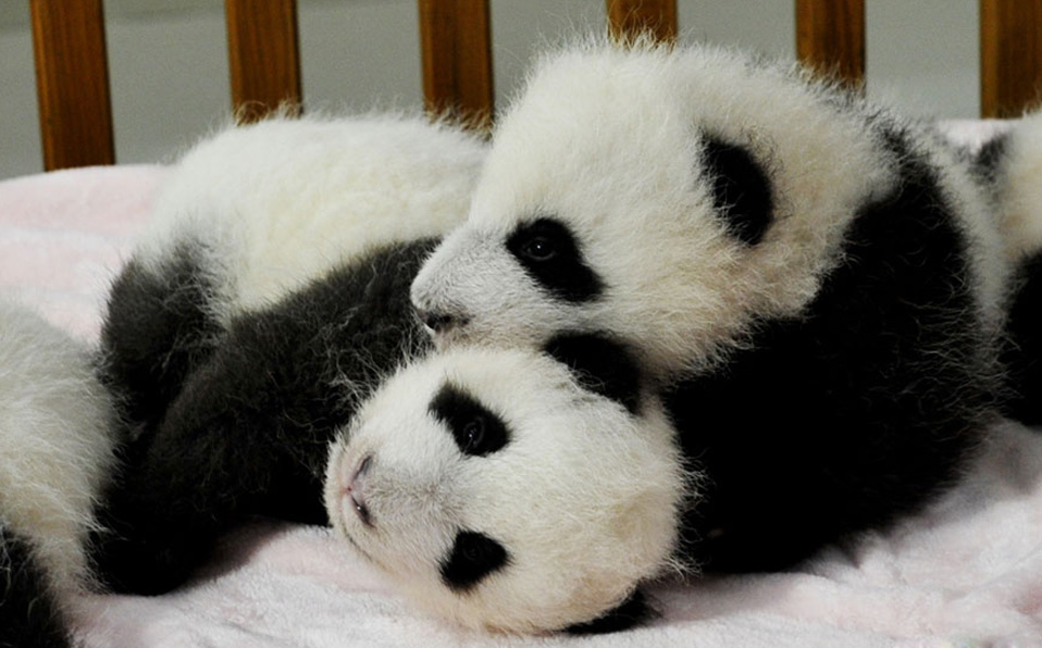 14 panda cubs make debut in Chengdu