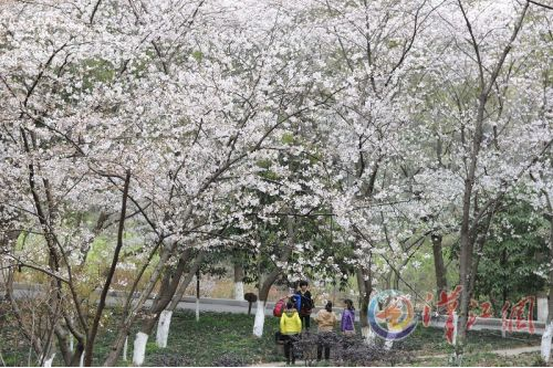 Spring in Xiangyang