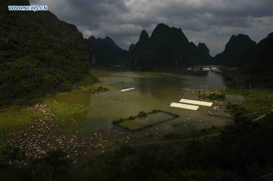 16,000 pigs drowned in SW China rainstorm