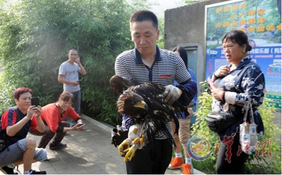 Saving tawny eagle