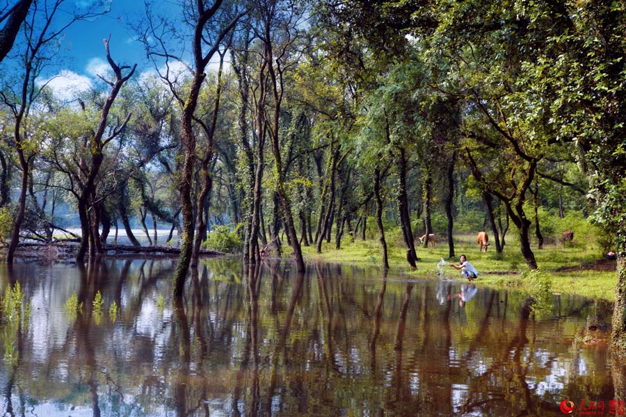 Picturesque Mazhou Forest in Jiangxi