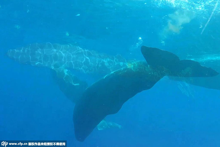 Thrilling encounters with the giant blue whale in Indian Ocean