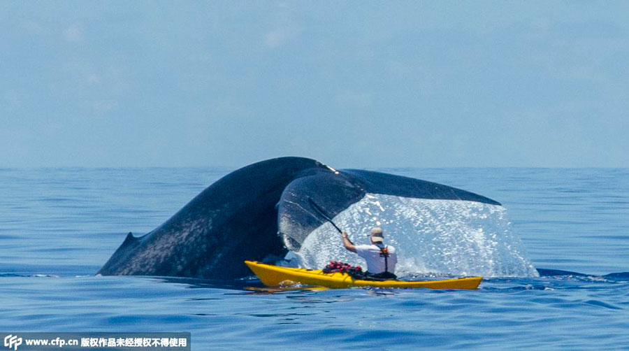 Thrilling encounters with the giant blue whale in Indian Ocean