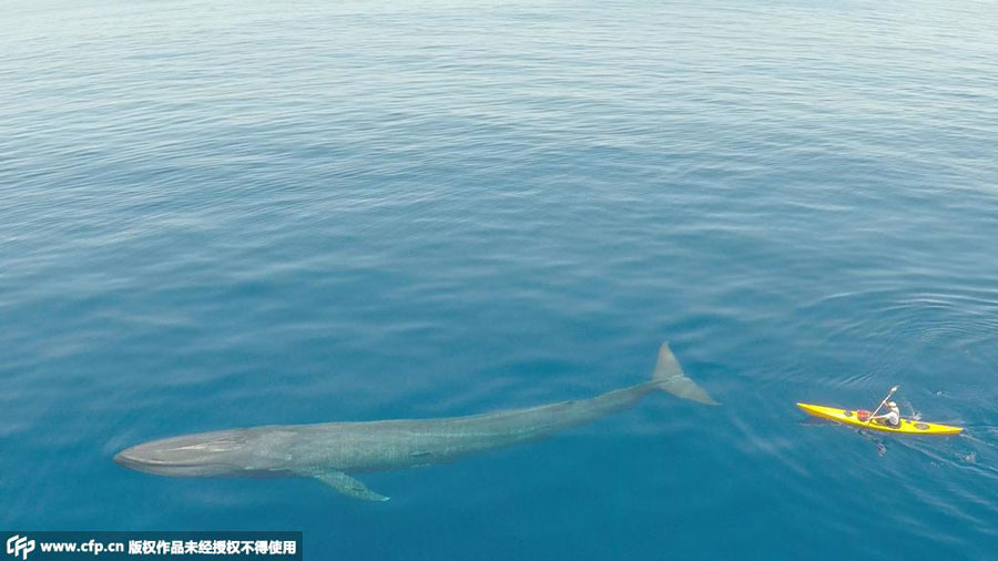 Thrilling encounters with the giant blue whale in Indian Ocean