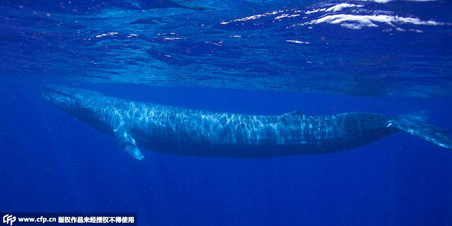 Thrilling encounters with the giant blue whale in Indian Ocean