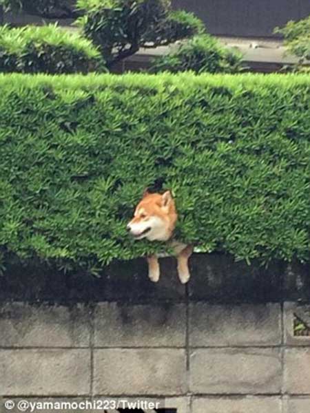 Hilarious! Shiba inu gets stuck in bushes