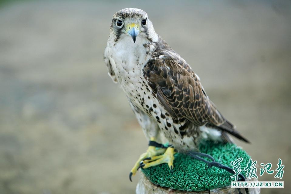 Trained Monkeys and Eagles Ensure Flight Safety for V-Day