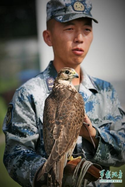 Trained Monkeys and Eagles Ensure Flight Safety for V-Day