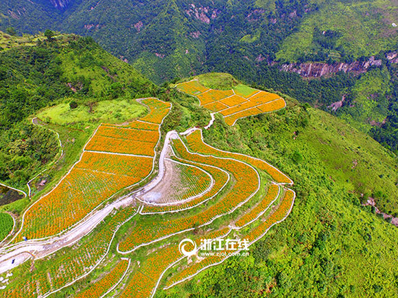 Intoxicating aerial photos of terrace field