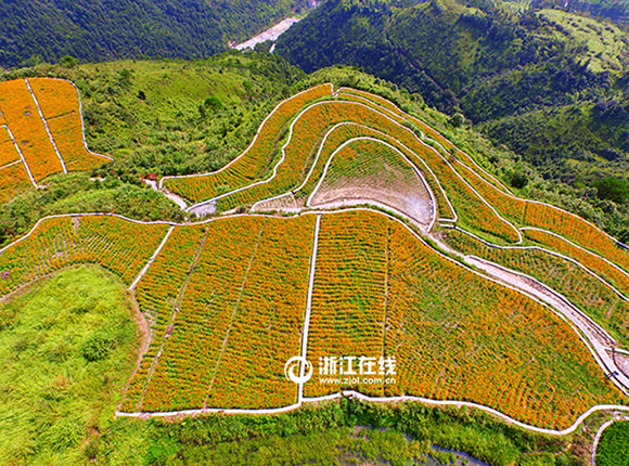 Intoxicating aerial photos of terrace field