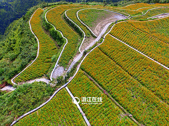 Intoxicating aerial photos of terrace field