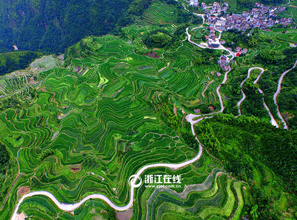 Intoxicating aerial photos of terrace field