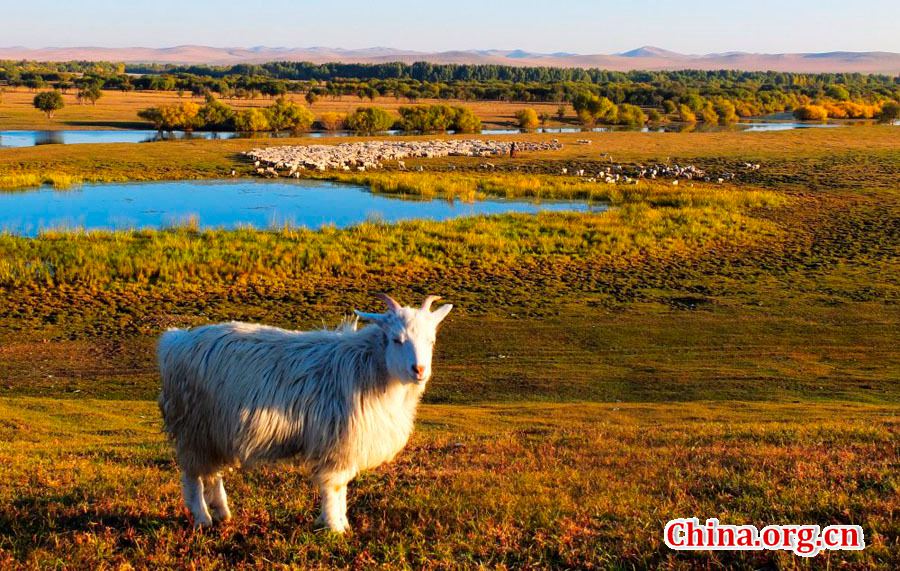 Picturesque Hulun Buir grassland in early autumn