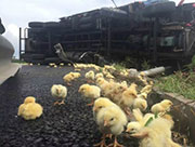 Villagers Loot Ten Thousand chicks from Overturned Truck in Shandong