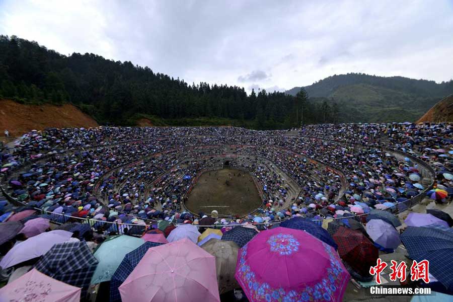 Crazy bullfighting in SW China