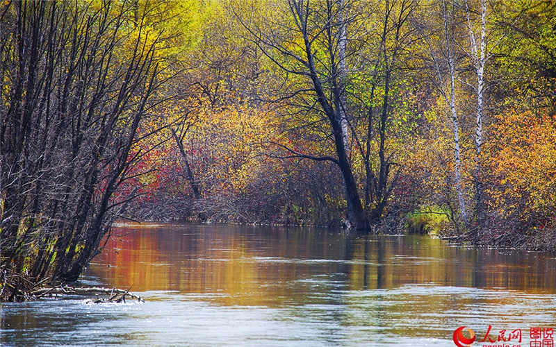 Autumn scenery of the coldest town in the Greater Khingan Mountains