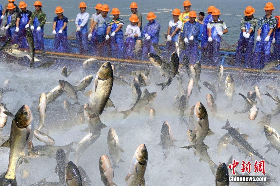 Fishermen catch fish with giant nets in Qiandao Lake