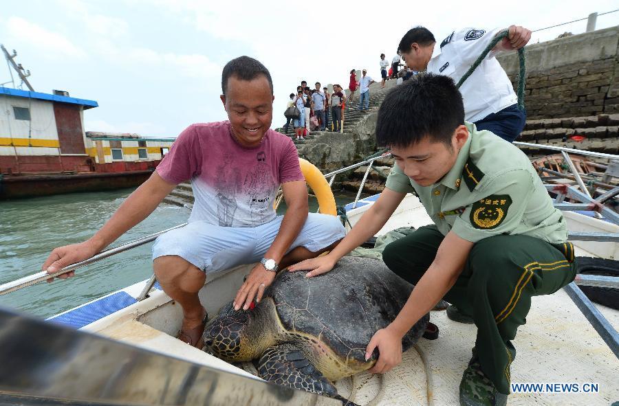 Accidentally-caught green turtle released to sea in Fujian
