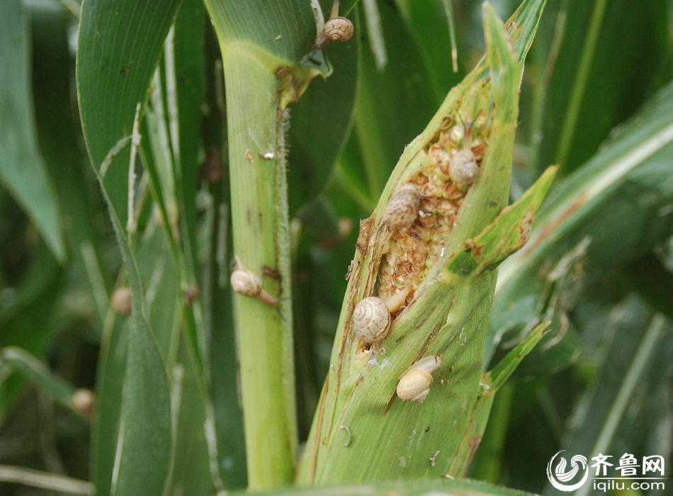 Snail outbreak causes huge economic loss to farmers