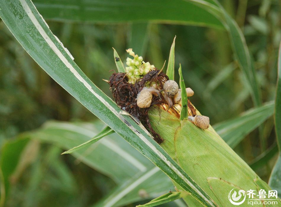 Snail outbreak causes huge economic loss to farmers