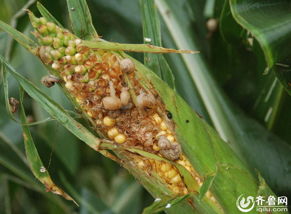 Snail outbreak causes huge economic loss to farmers