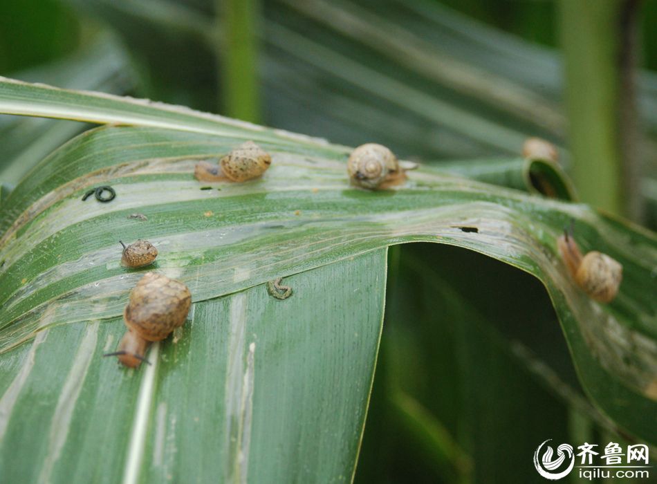 Snail outbreak causes huge economic loss to farmers