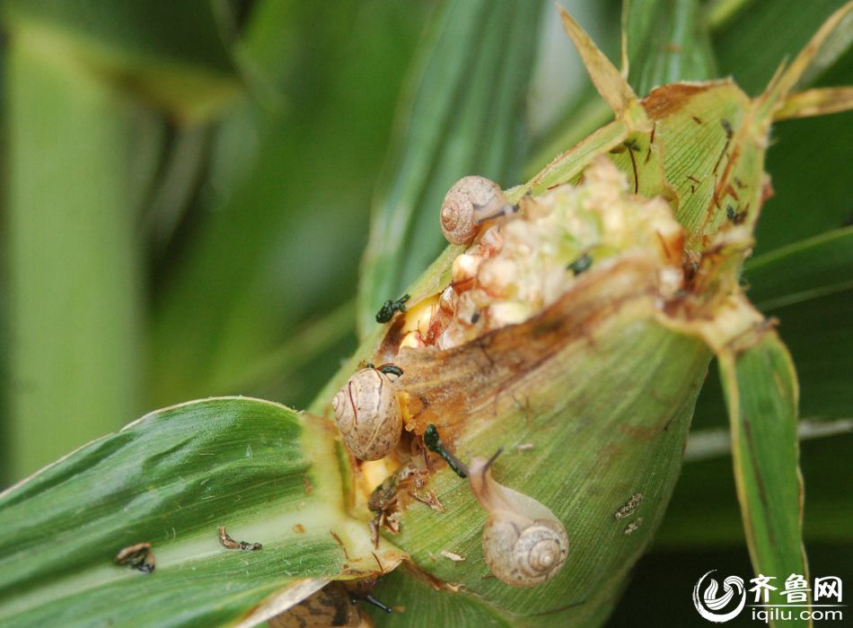 Snail outbreak causes huge economic loss to farmers