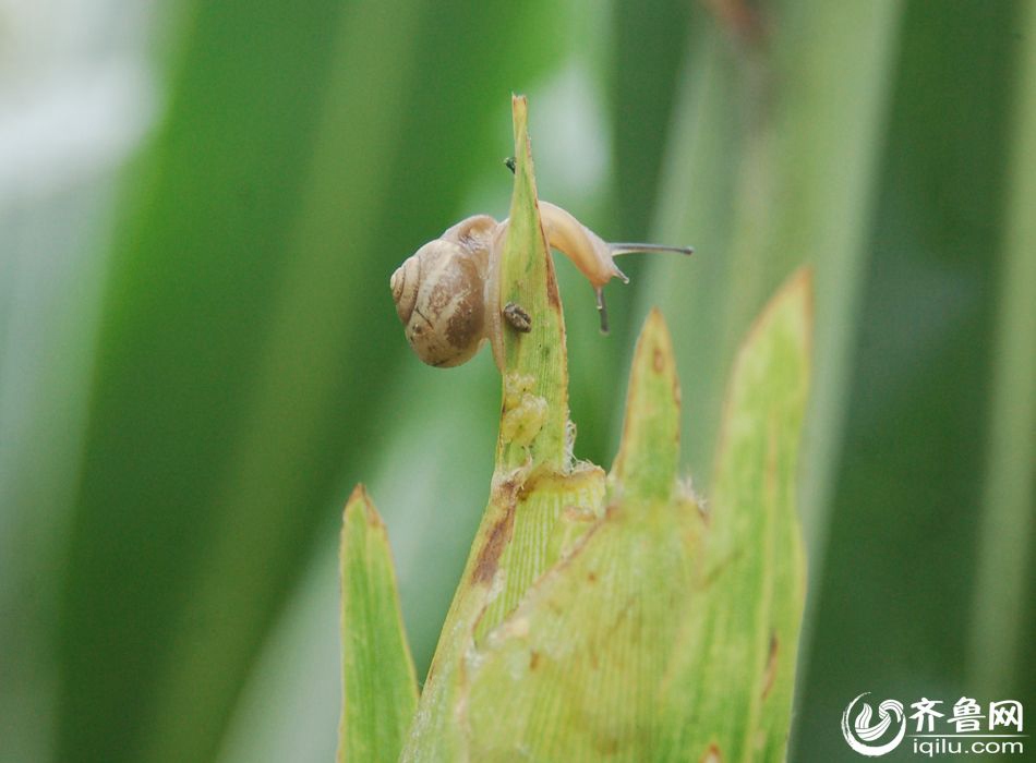 Snail outbreak causes huge economic loss to farmers