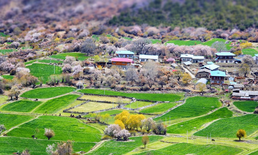 The sacred beauty of Tibet