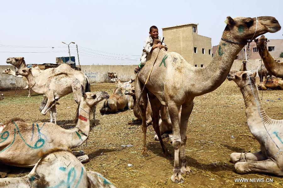 Glimpse of camel market in Cairo