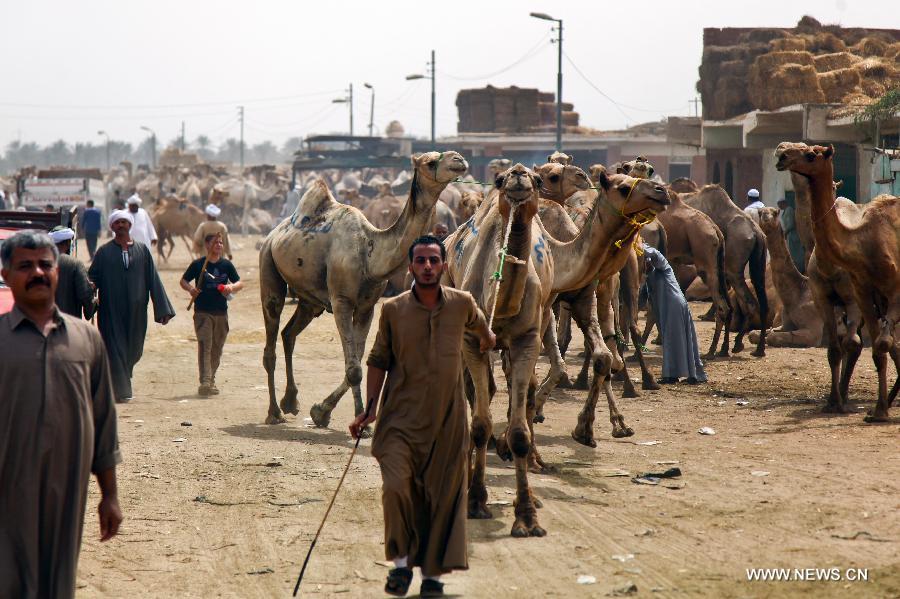 Glimpse of camel market in Cairo