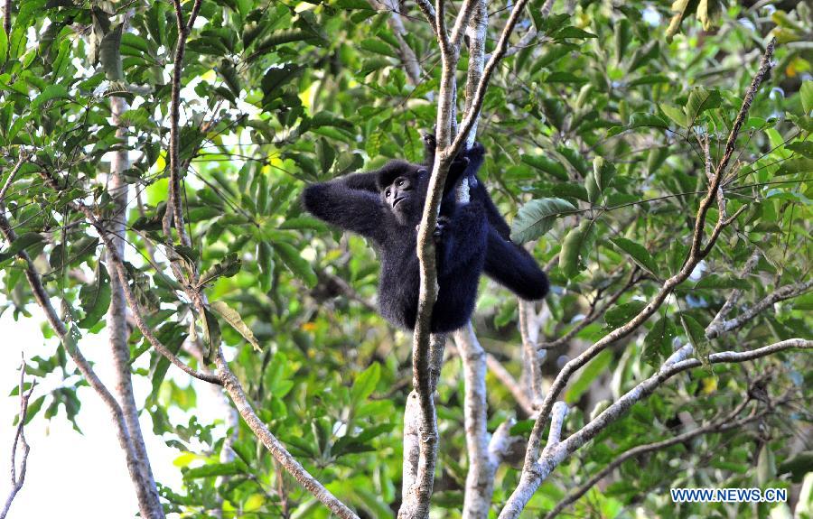 Daily life of Hainan gibbons