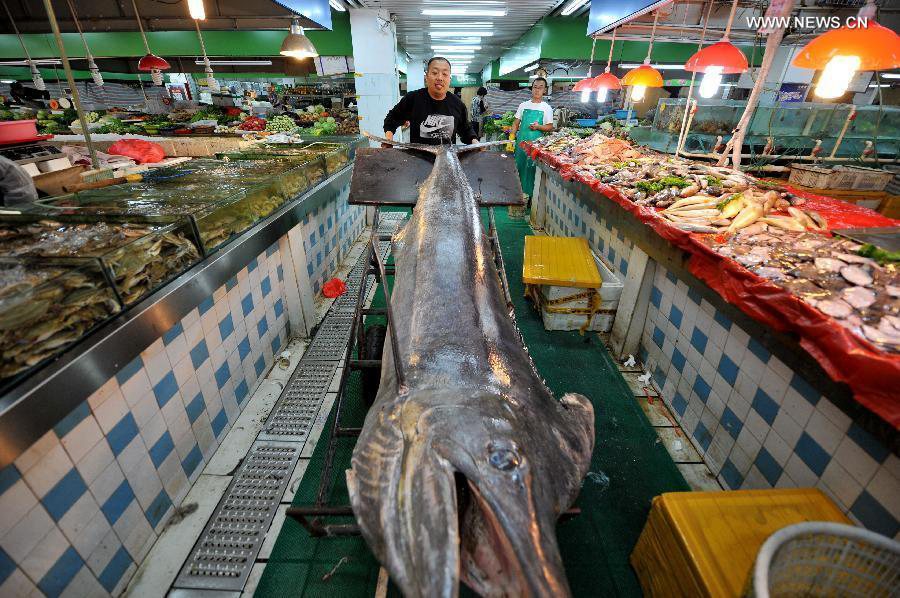 Fishermen catch 4.1-meter-long dorado in E China's Shandong