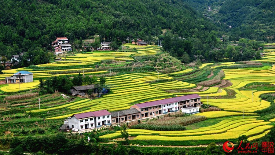 Shaanxi: Harvest is as beautiful as a picture