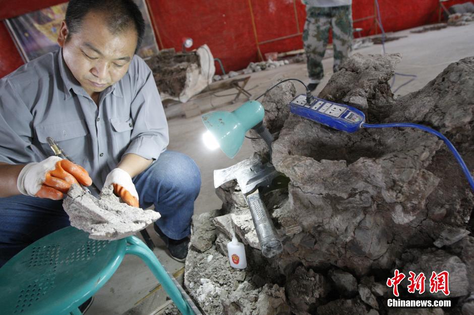 Largest Jurassic dinosaur fossil in China expected to be shown next year