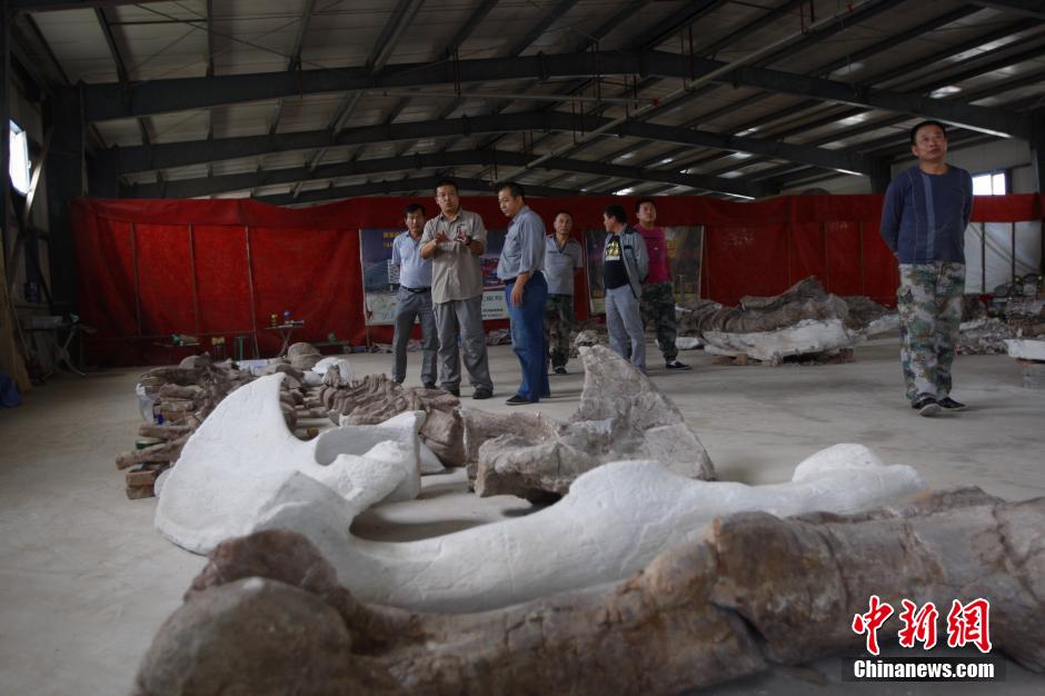 Largest Jurassic dinosaur fossil in China expected to be shown next year