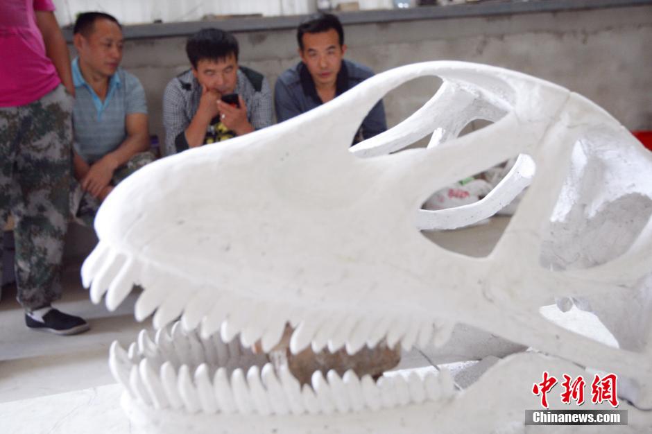 Largest Jurassic dinosaur fossil in China expected to be shown next year