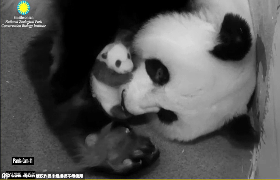 Photos of baby panda in Washington DC revealed