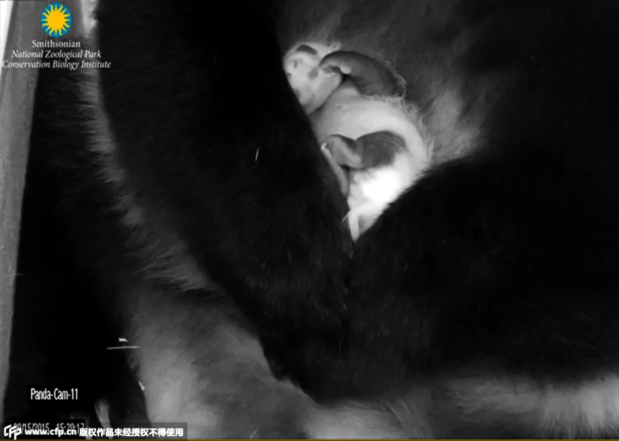 Photos of baby panda in Washington DC revealed