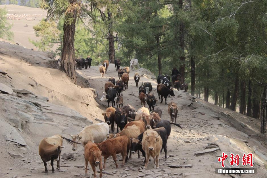 Spectacular migration of herdsmen in Xinjiang