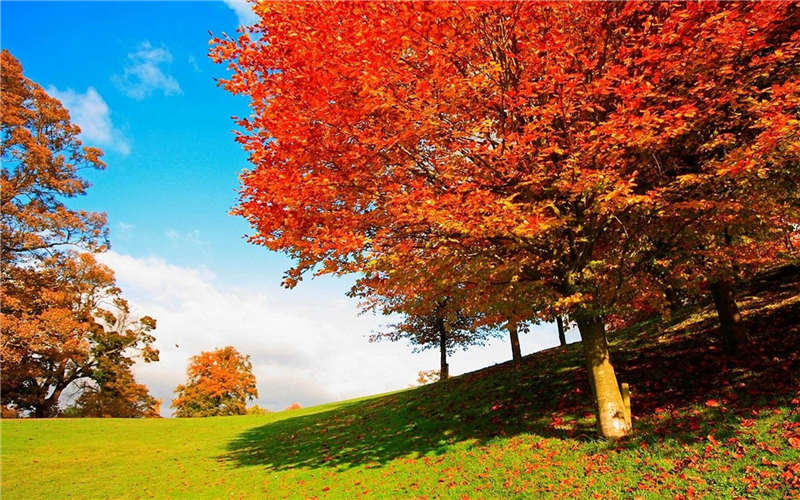 Bright-colored autumns around the world