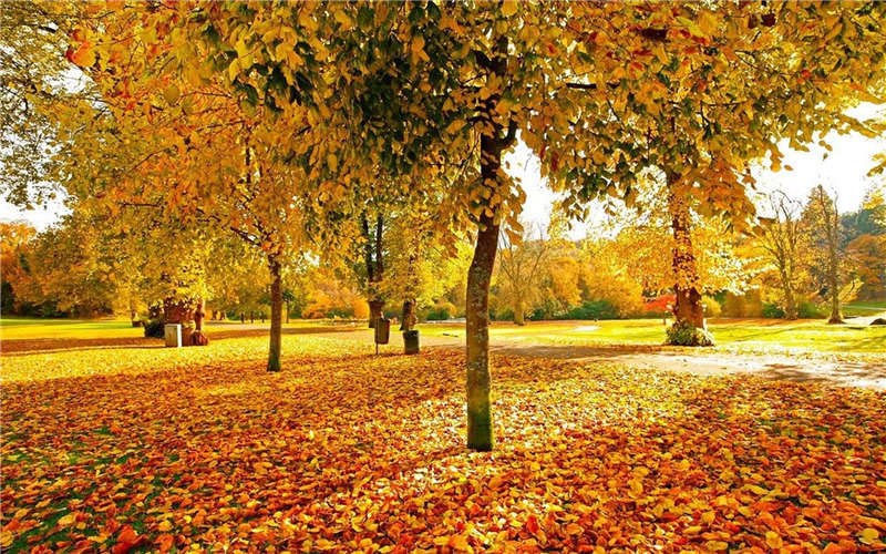 Bright-colored autumns around the world