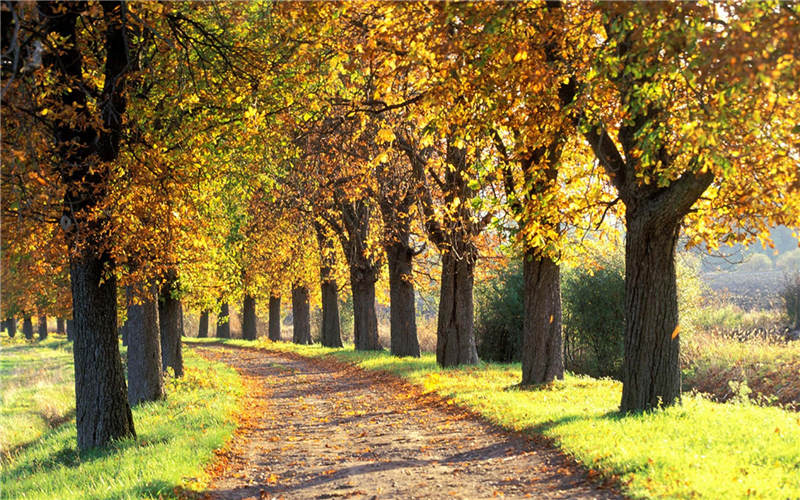 Bright-colored autumns around the world