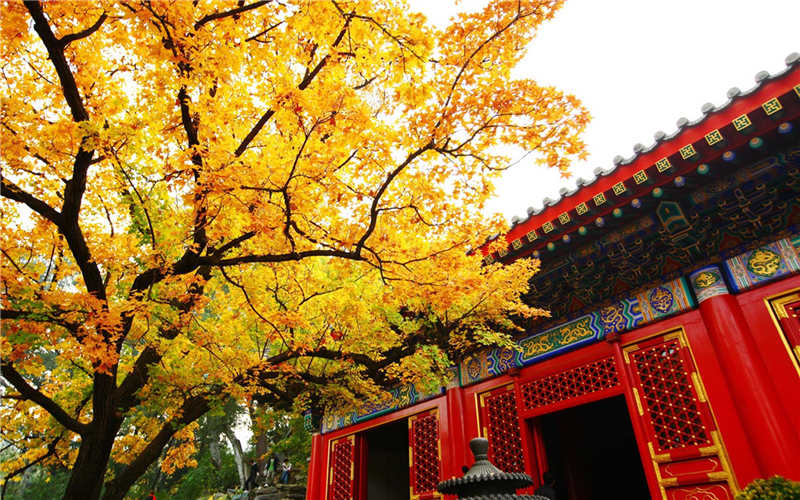 Bright-colored autumns around the world