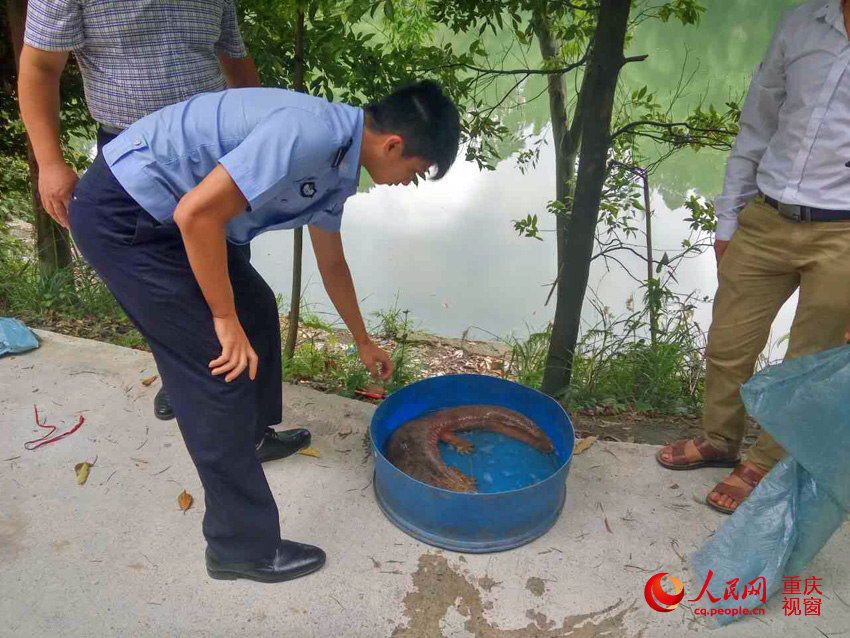 One-meter-long wild salamander caught in Chongqing