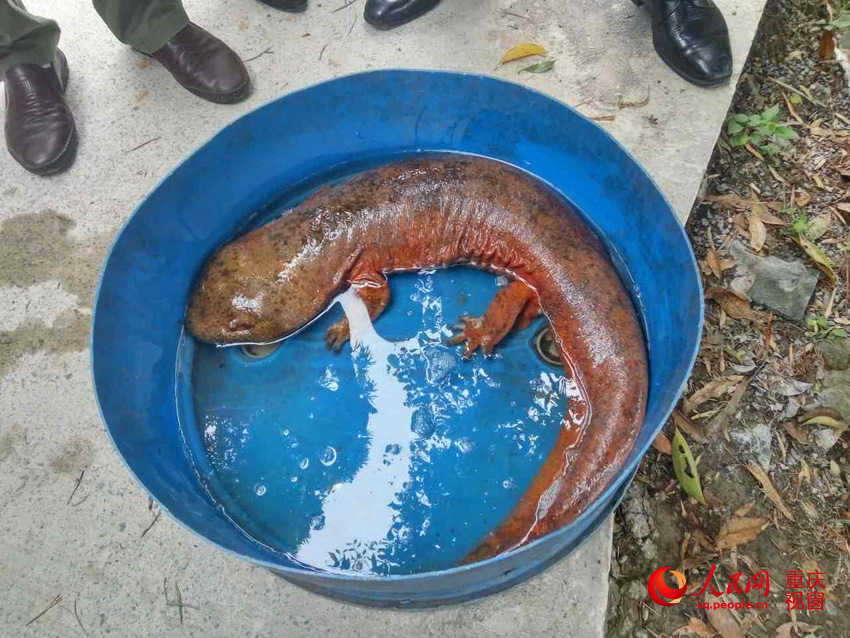 One-meter-long wild salamander caught in Chongqing